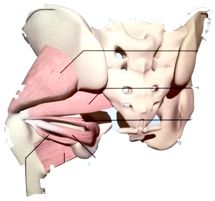 股関節の図解
